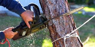 How Our Tree Care Process Works  in  Point Venture, TX