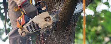 Best Tree and Shrub Care  in Point Venture, TX