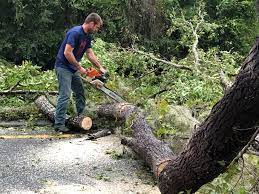 Best Emergency Tree Removal  in Point Venture, TX