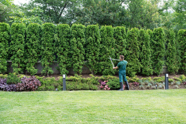 Best Aeration Services  in Point Venture, TX