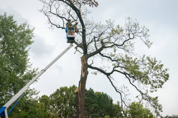Trusted Point Venture, TX Tree Services Experts