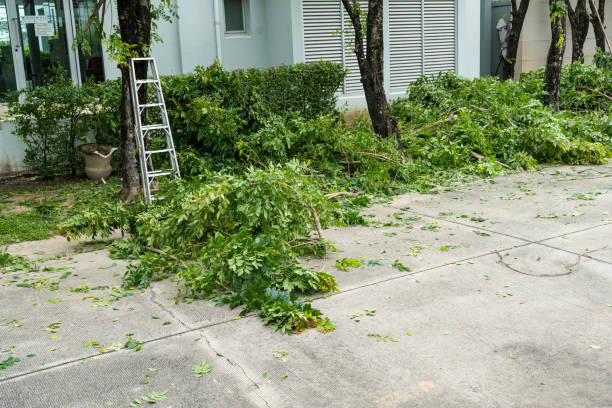 Best Hazardous Tree Removal  in Point Venture, TX