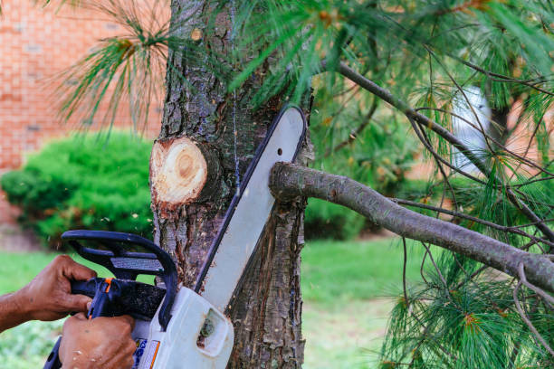 Best Lawn Maintenance Plans  in Point Venture, TX